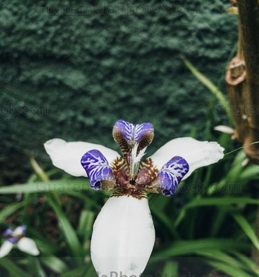 Orquidea
