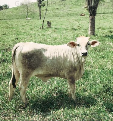 Ganado