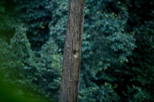 Nido de Quetzal en el Mirador Rey Tepepul