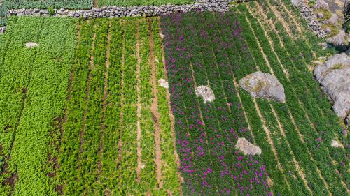 Campo de flores y legumbres