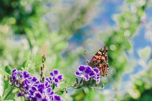 Mariposa