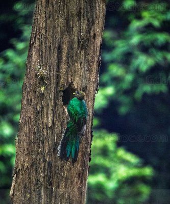 Quetzal en el Mirador Rey Tepepul