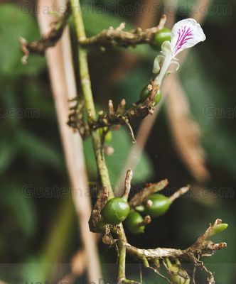 Semilla y flor de Cardamomo