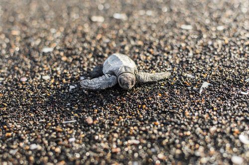Tortuga Parlama
