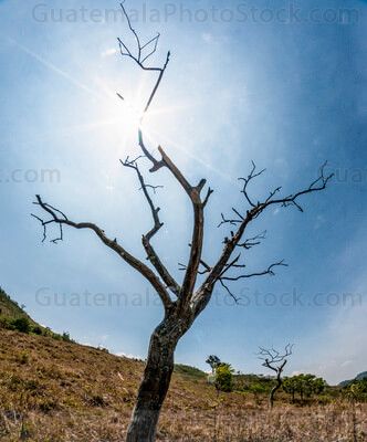 Árbol seco en las montañas de Concepción Las Minas
