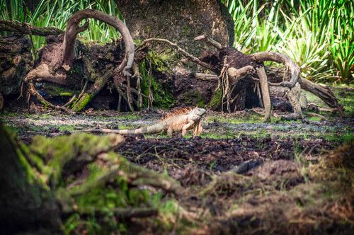 Iguana