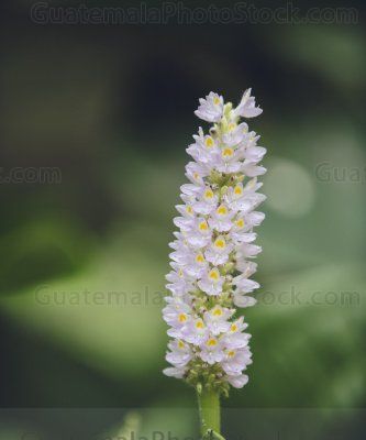 Pontederia cordata, espiga de agua