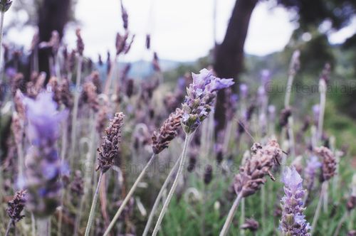 Planta de lavanda