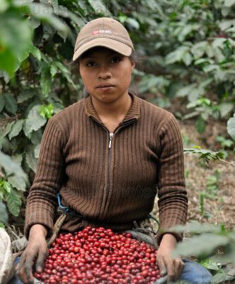 Mujer cosechando granos de café
