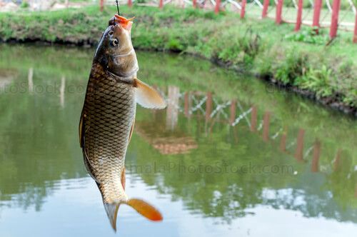 Pesca deportiva de truchas