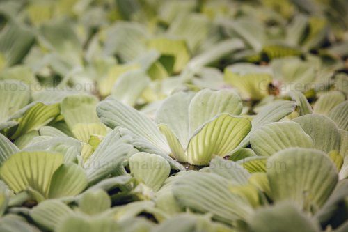 Lechugas de agua (Pistia stratiotes)