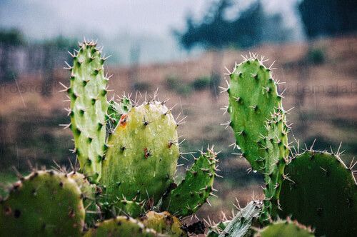 Cactus