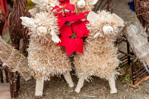Ovejas de tusa y pascuas