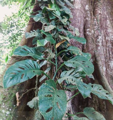 Ceiba en Quirigua
