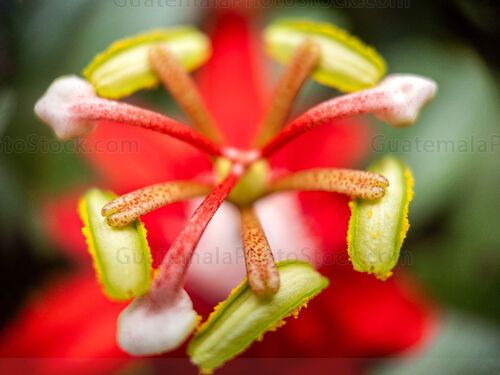Macro Naturaleza