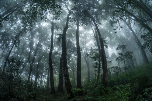 Bosque nuboso