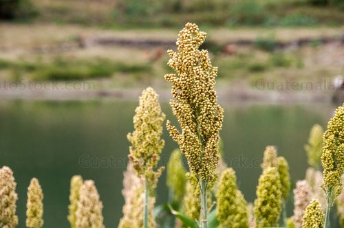 Planta de Maicillo o Sorgo
