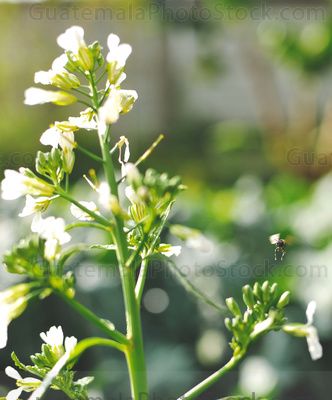 Abeja