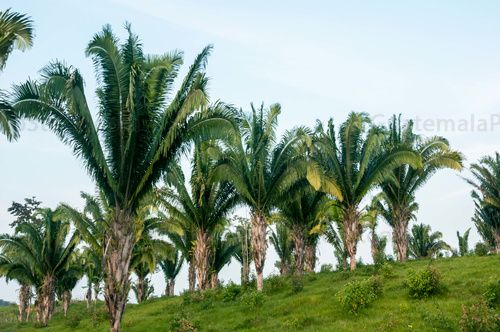 Palmeras
