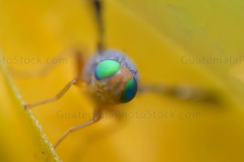 Macro fotografia