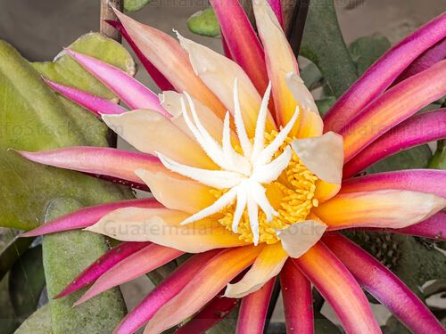 Epiphyllum oxypetalum