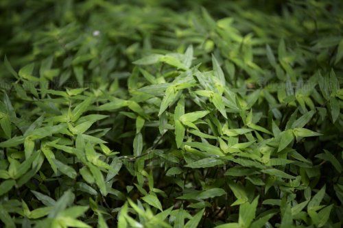 Cilantro vietnamita (Persicaria odorata)