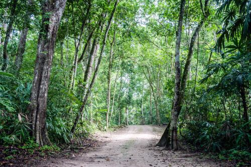 Sendero del Parque Nacional Tikal