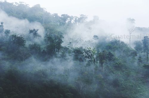 Flora del bosque nuboso tropical