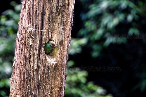 Quetzal en nido del Mirador Rey Tepepul