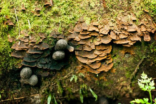 Hongos del Bosque Nuboso