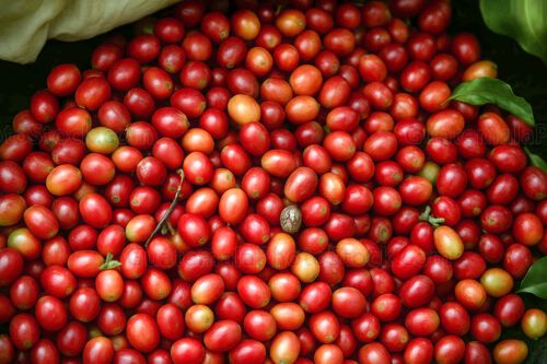 Cerezas de café recién recolectadas