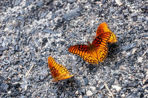 Mariposas