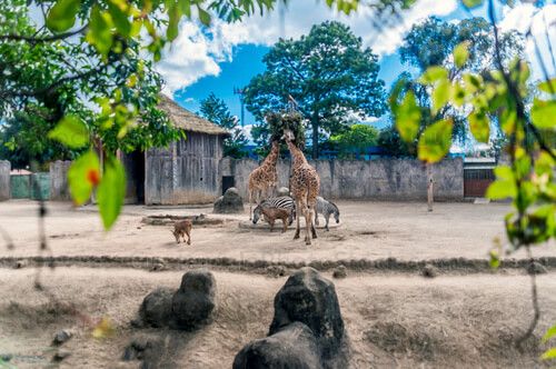 Jirafas y Zebras