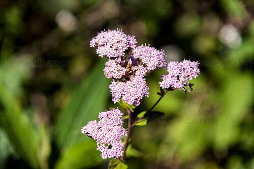 Azure ceanothus, Hierba de hierro, Ixcaquichi
