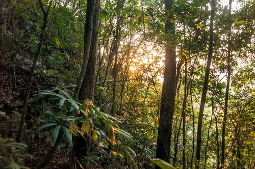 Selva tropical al amanecer
