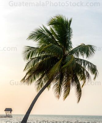 Palmera y muelle en la Playa Quehueche