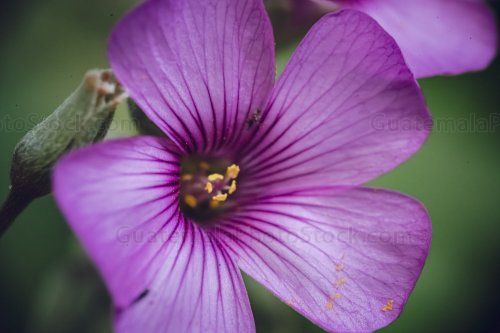Flor de vinagrillo rosado (Oxalis articulata)