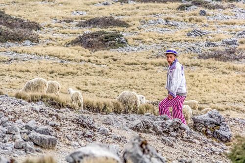 Pastor de ovejas en la Sierra de los Cuchumatanes