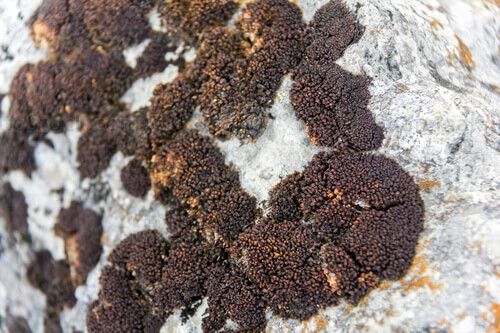 Microambientes en las rocas de la Sierra de los Cuchumatanes
