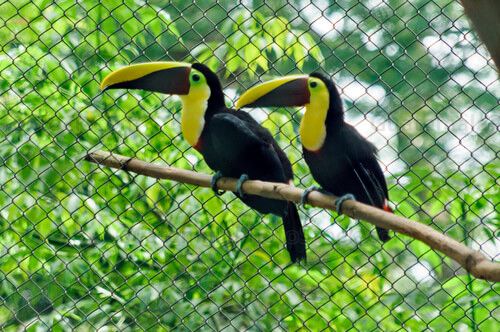 Tucanes en cautiverio