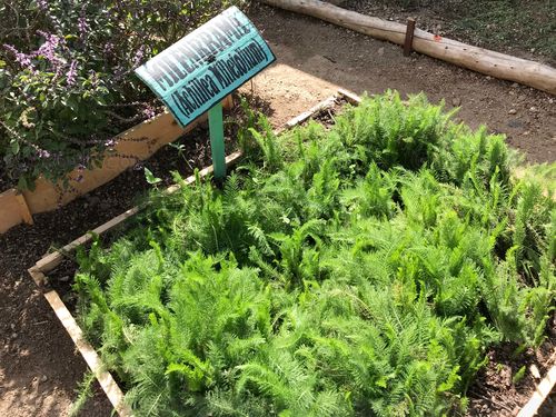 Planta Medicinal