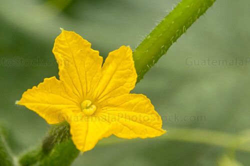 Flor de planta de pepino