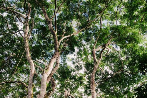 Arboles de la selva petenera