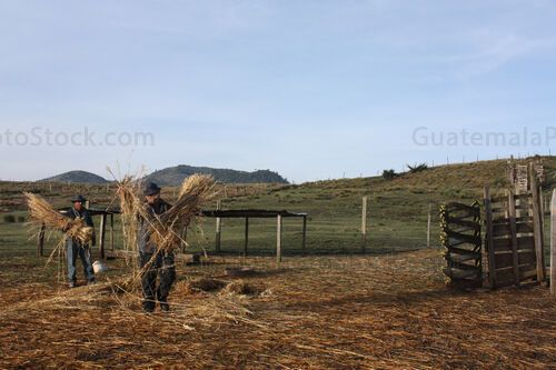 Alimentando a las ovejas