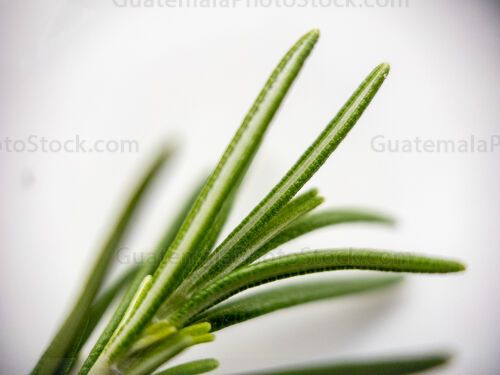 Macro Naturaleza