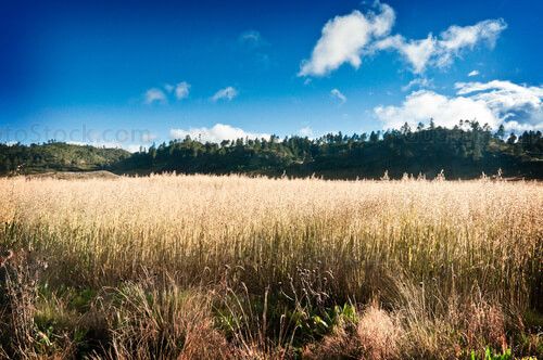 Cultivo de avena