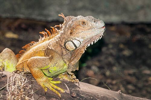 Iguana