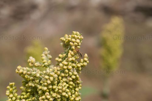 Planta de Maicillo o Sorgo
