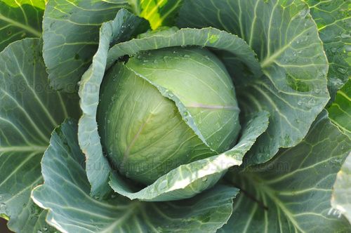 Coliflor