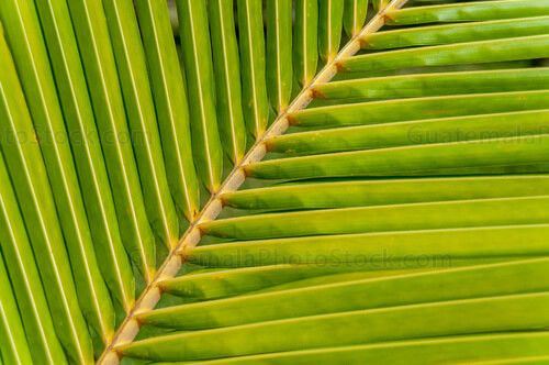 Hoja de palma de cocos